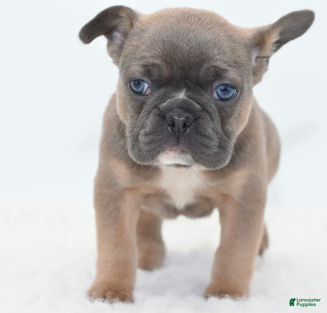 Mixed Breed dogs for sale: Zuki hybrid puppy  - Ad 4