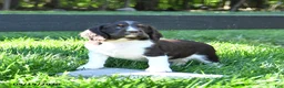 English Springer Spaniel dogs for sale: Gladius - Ad 2