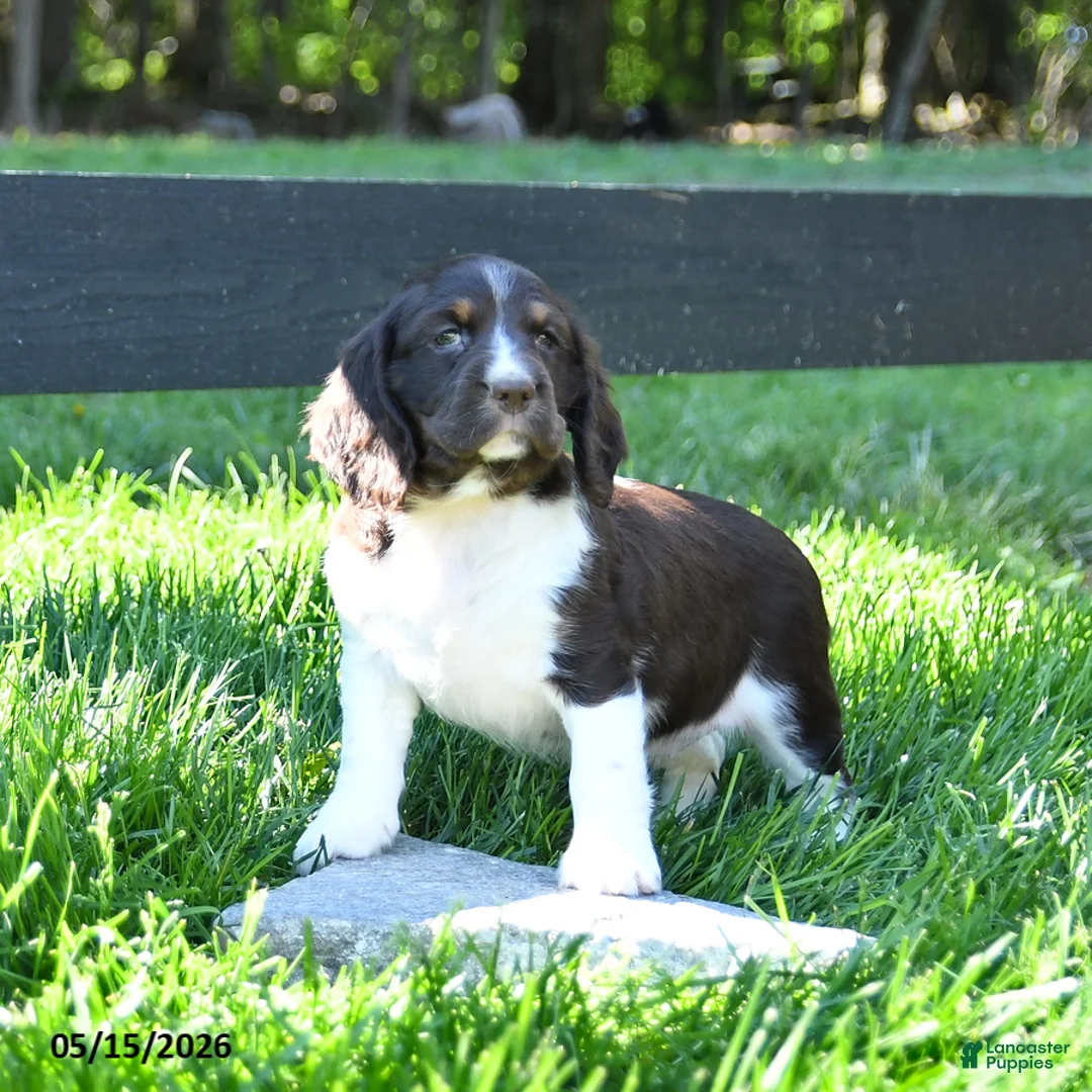 English Springer Spaniel dogs for sale: Gladius - Ad 2