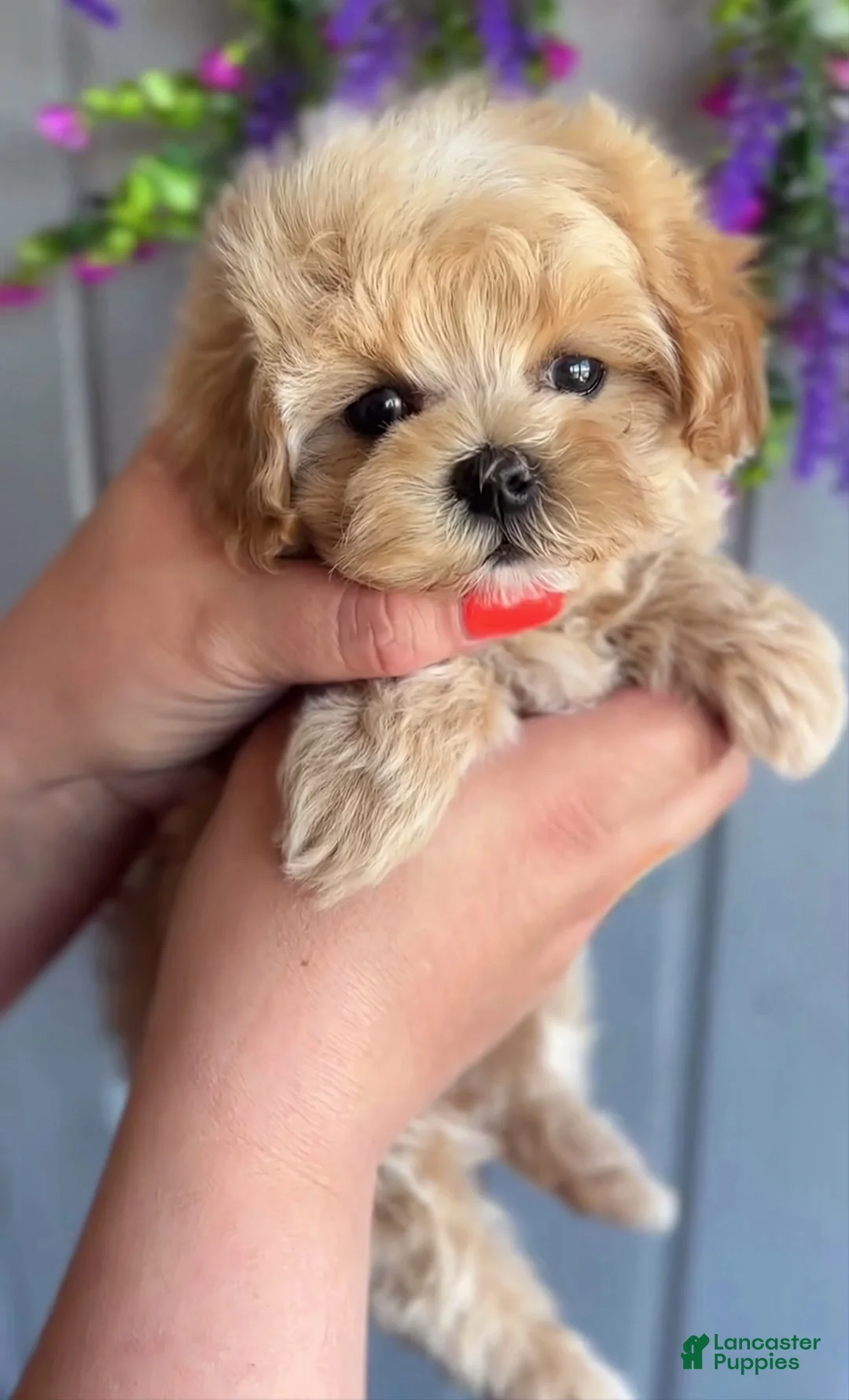 Maltipoo dogs for sale: Ben - Ad 2