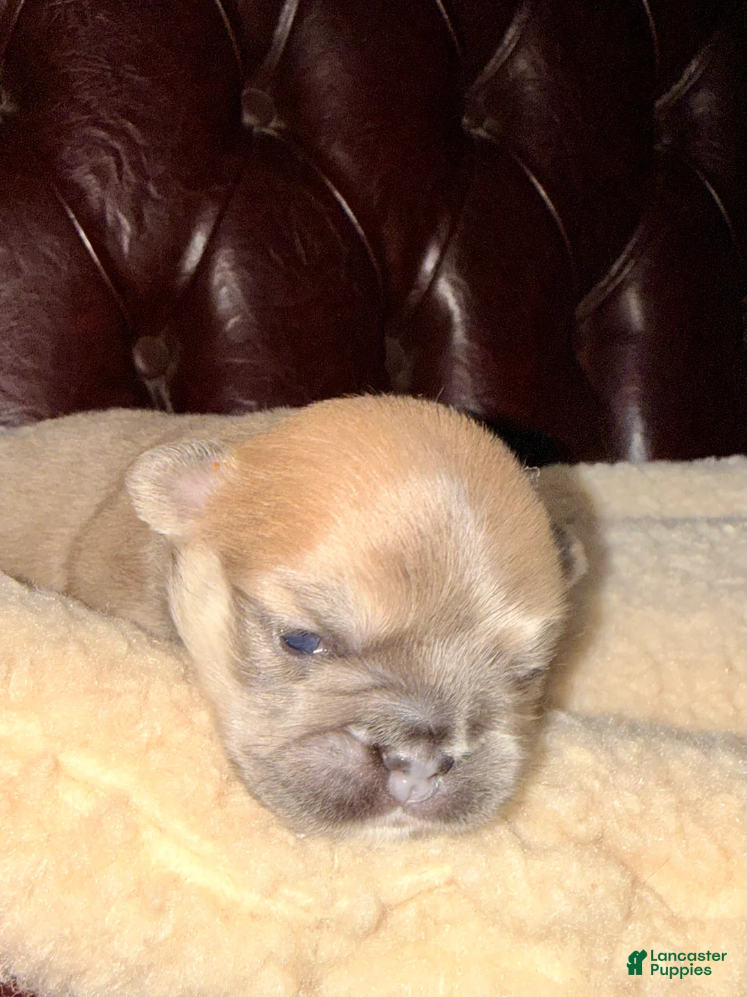 French Bulldog dogs for sale: French Bulldog Puppy 2 - Ad 9