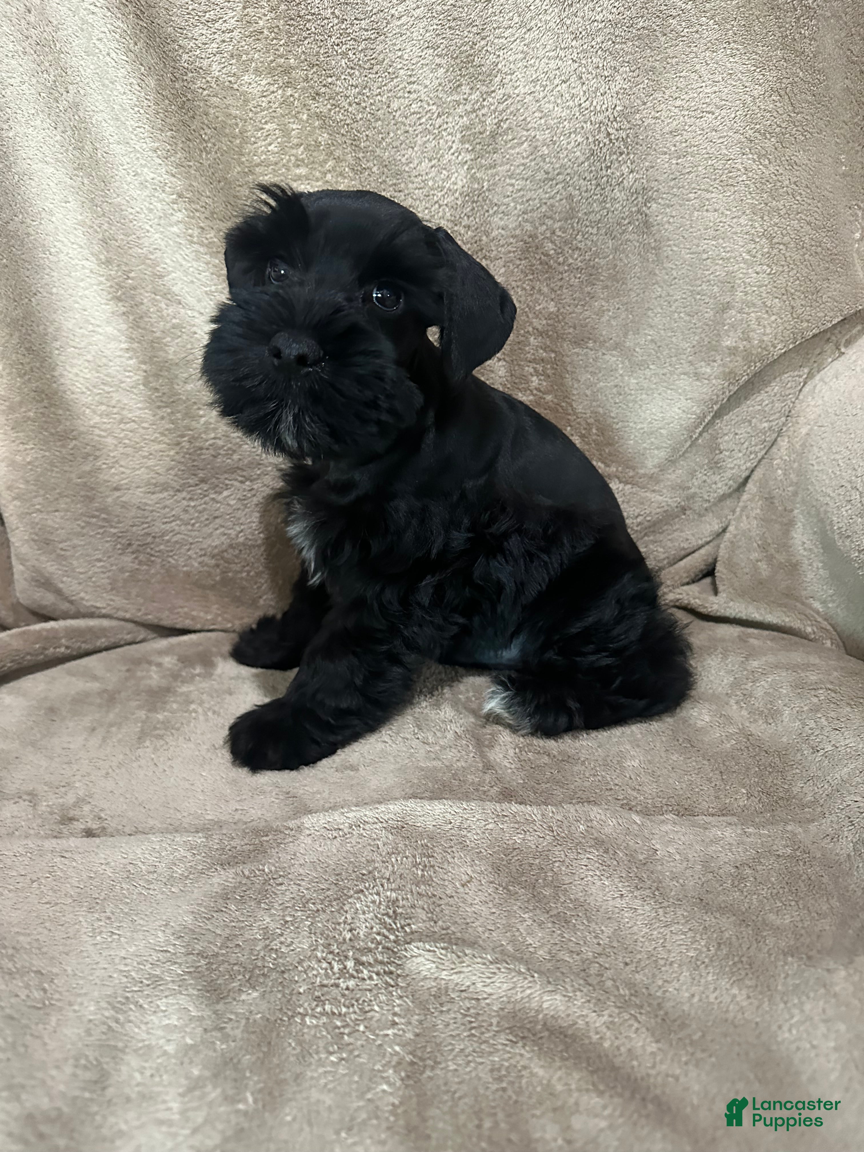 Miniature Schnauzer dogs Blake - Ad 2
