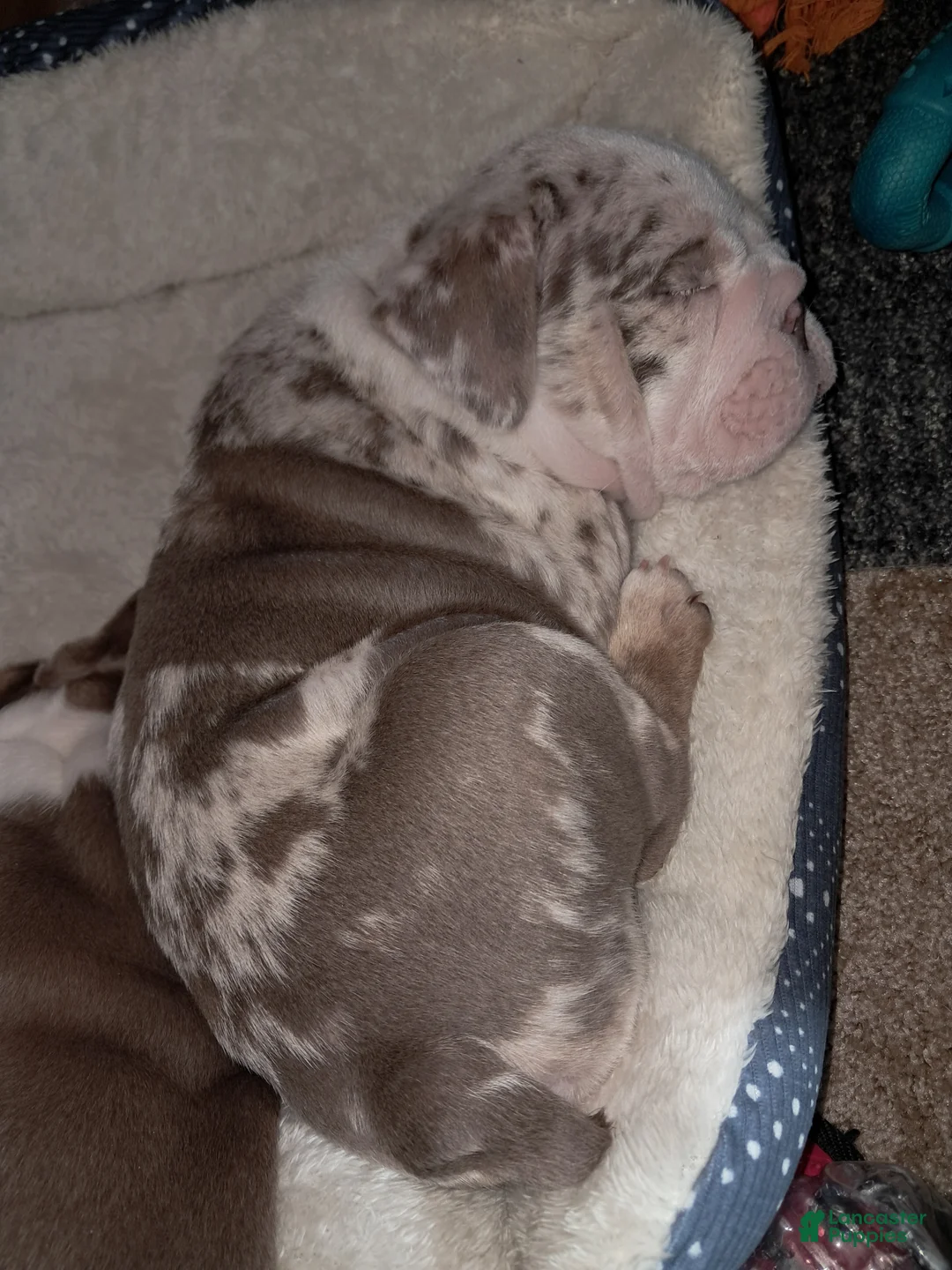 English Bulldog dogs for sale: Levi - Ad 3