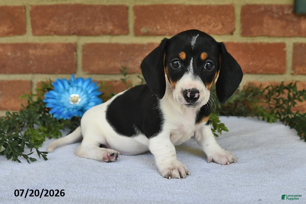 Miniature Dachshund dogs Jody - Ad 1
