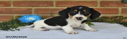 Miniature Dachshund dogs for sale: Jody - Ad 1