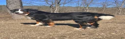 Bernese Mountain Dog dogs for sale: Berner bunch - Ad 6