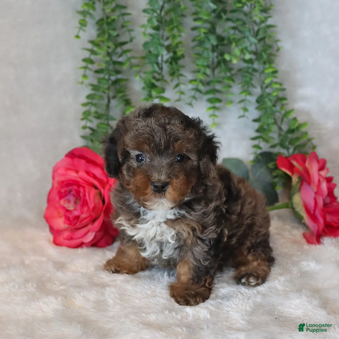 Havapoo dogs for sale: Logan - Ad 5