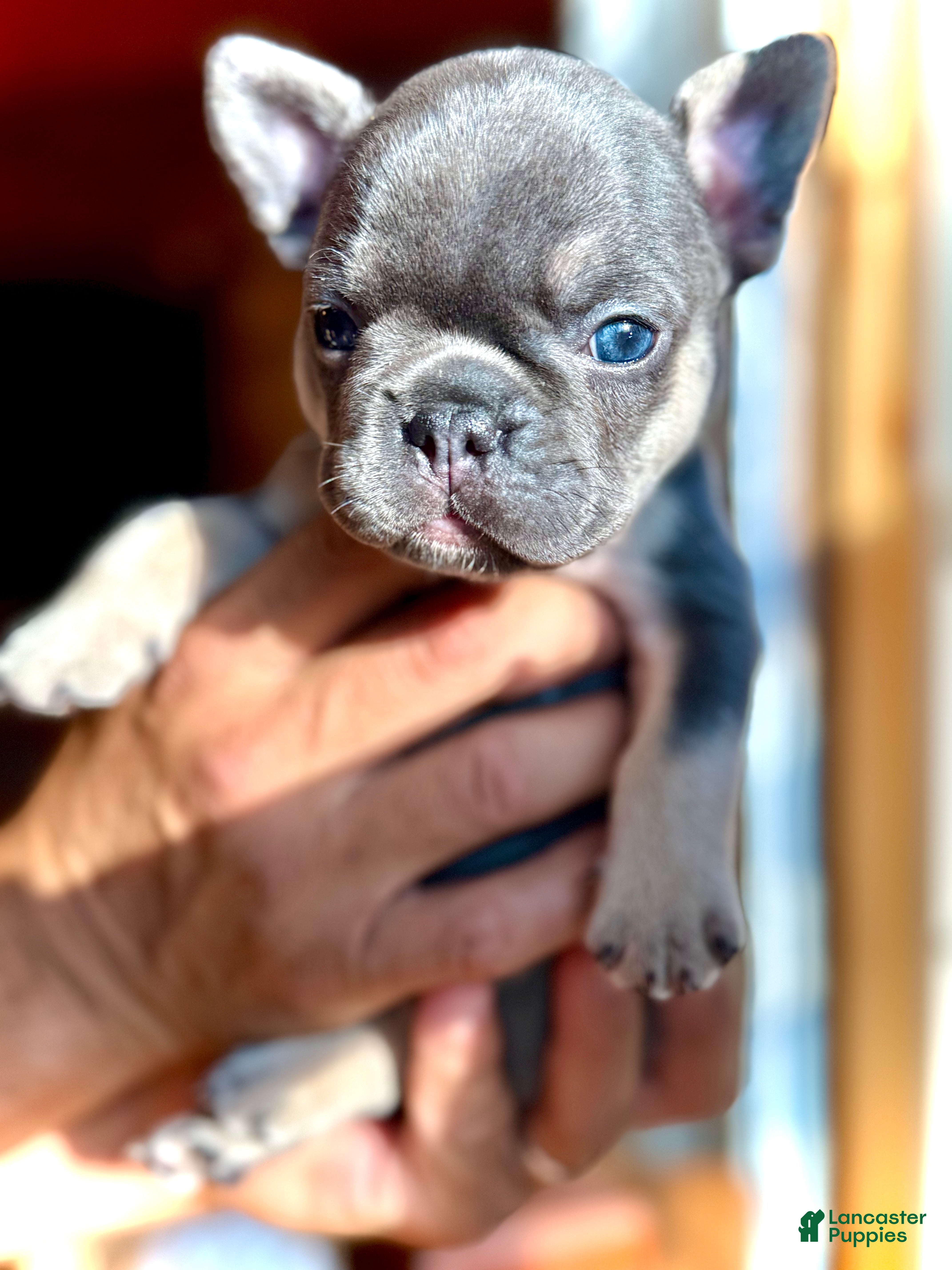Frenchton dogs for sale: Oakley - Ad 13
