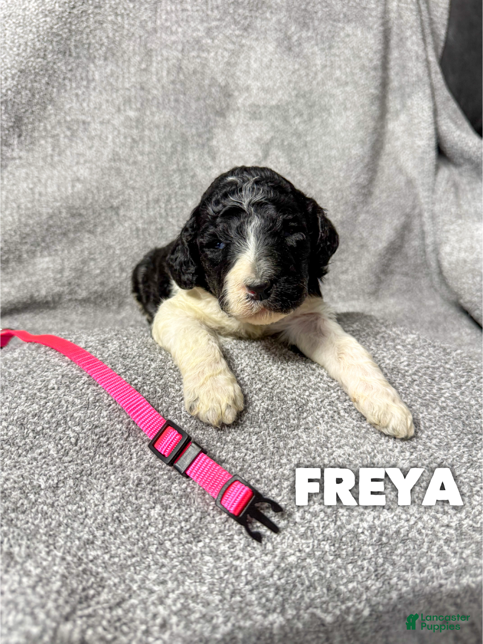 Standard Poodle dogs Freya - AKC - Ad 19