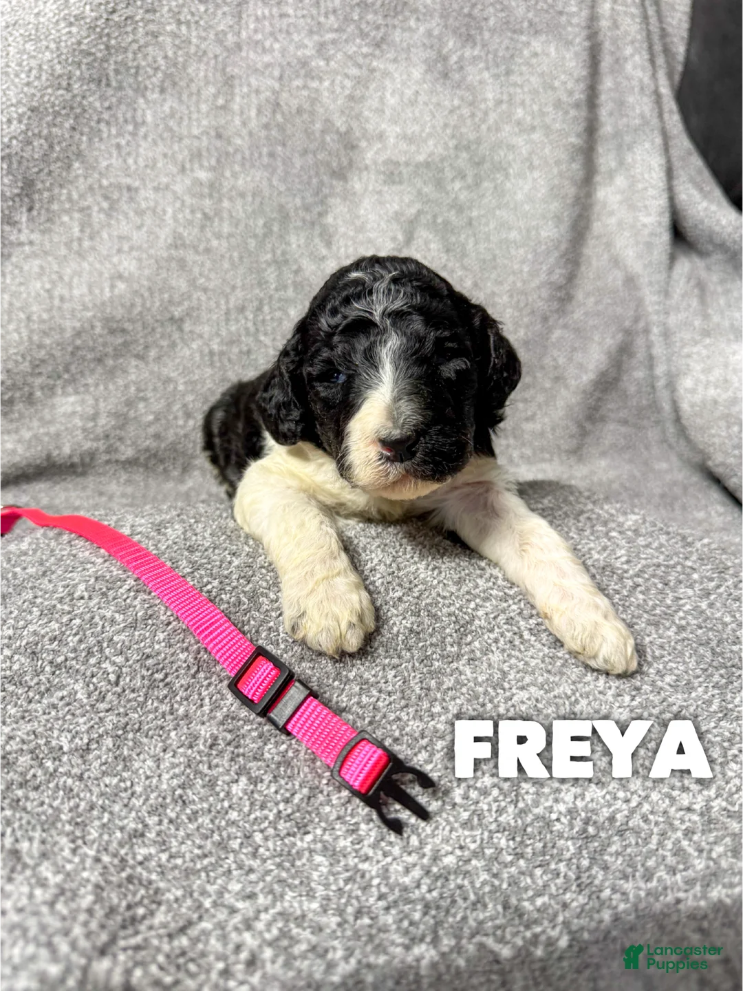 Standard Poodle dogs for sale: Freya - AKC - Ad 1