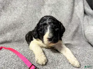 Standard Poodle dogs Freya - AKC - Ad 29