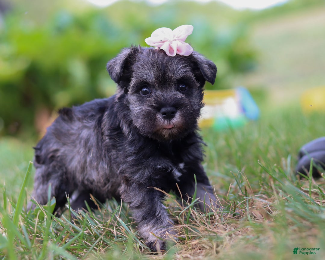 Miniature Schnauzer dogs for sale: Millie - Ad 35