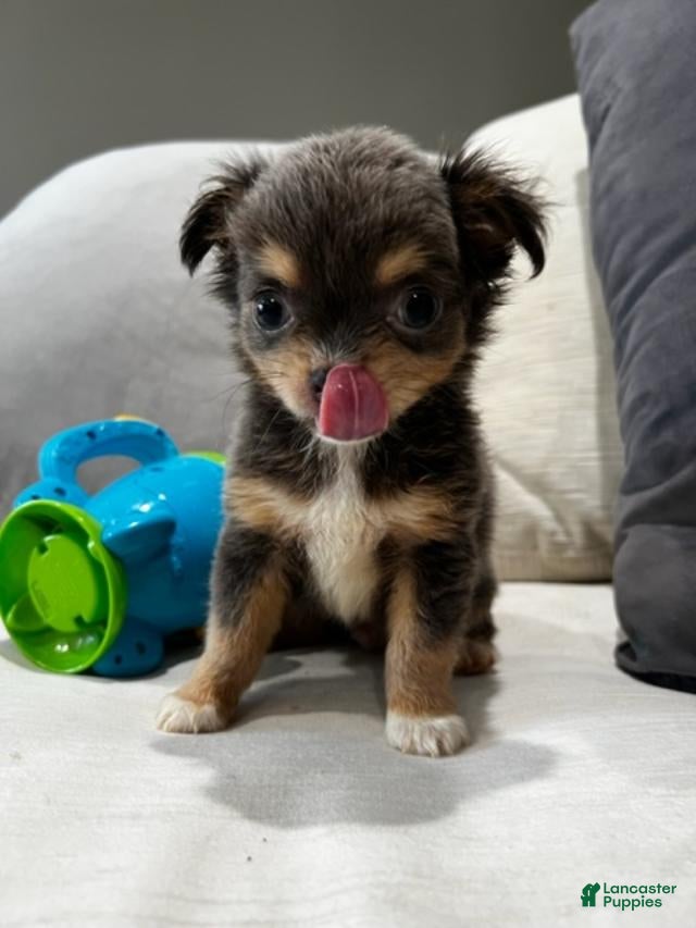 Chihuahua dogs Teacup Chihuahua Puppy - Ad 11