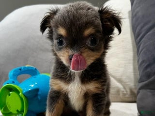 Chihuahua dogs Teacup Chihuahua Puppy - Ad 5