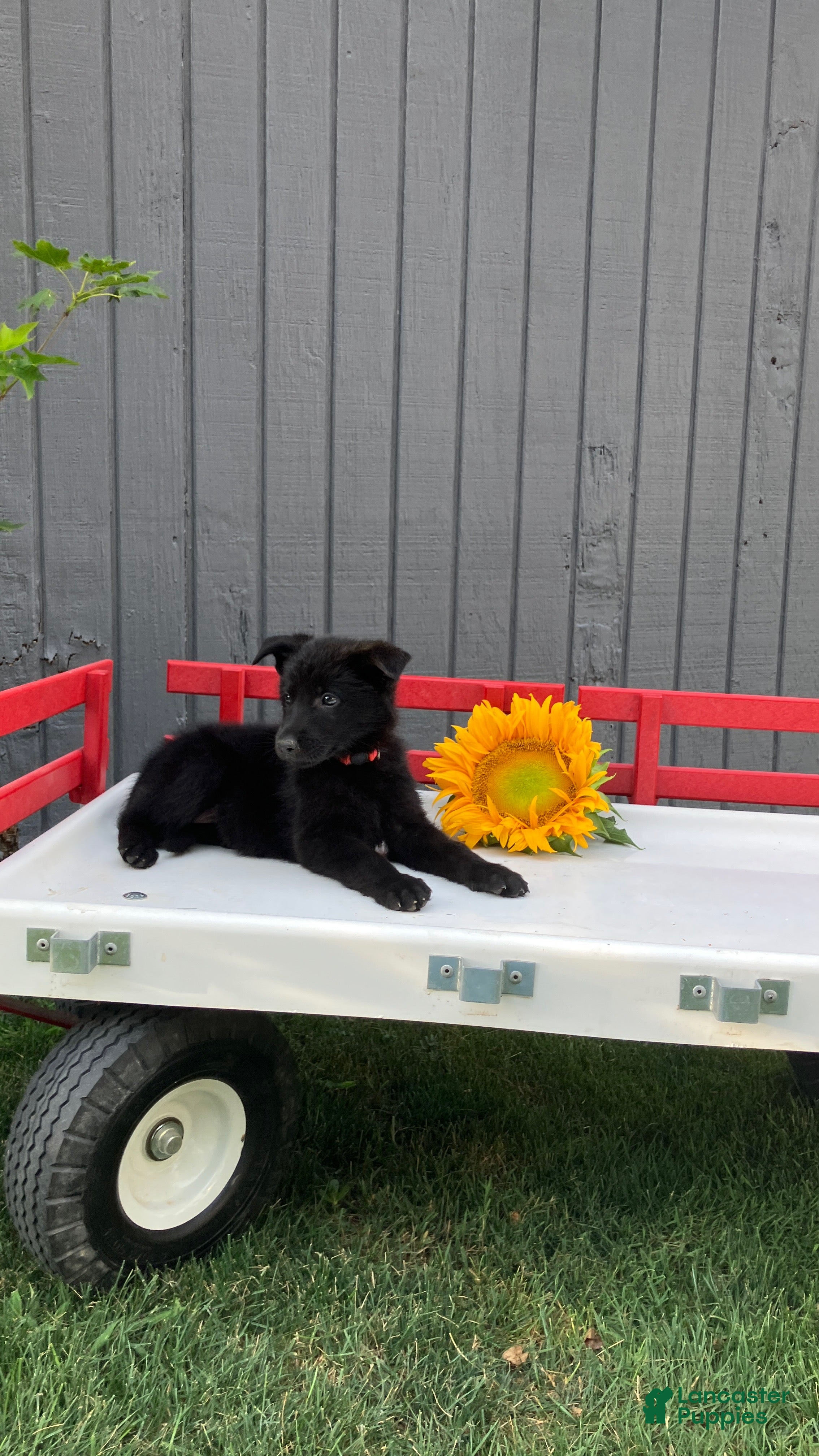 German Shepherd dogs for sale: KitKat - Ad 4
