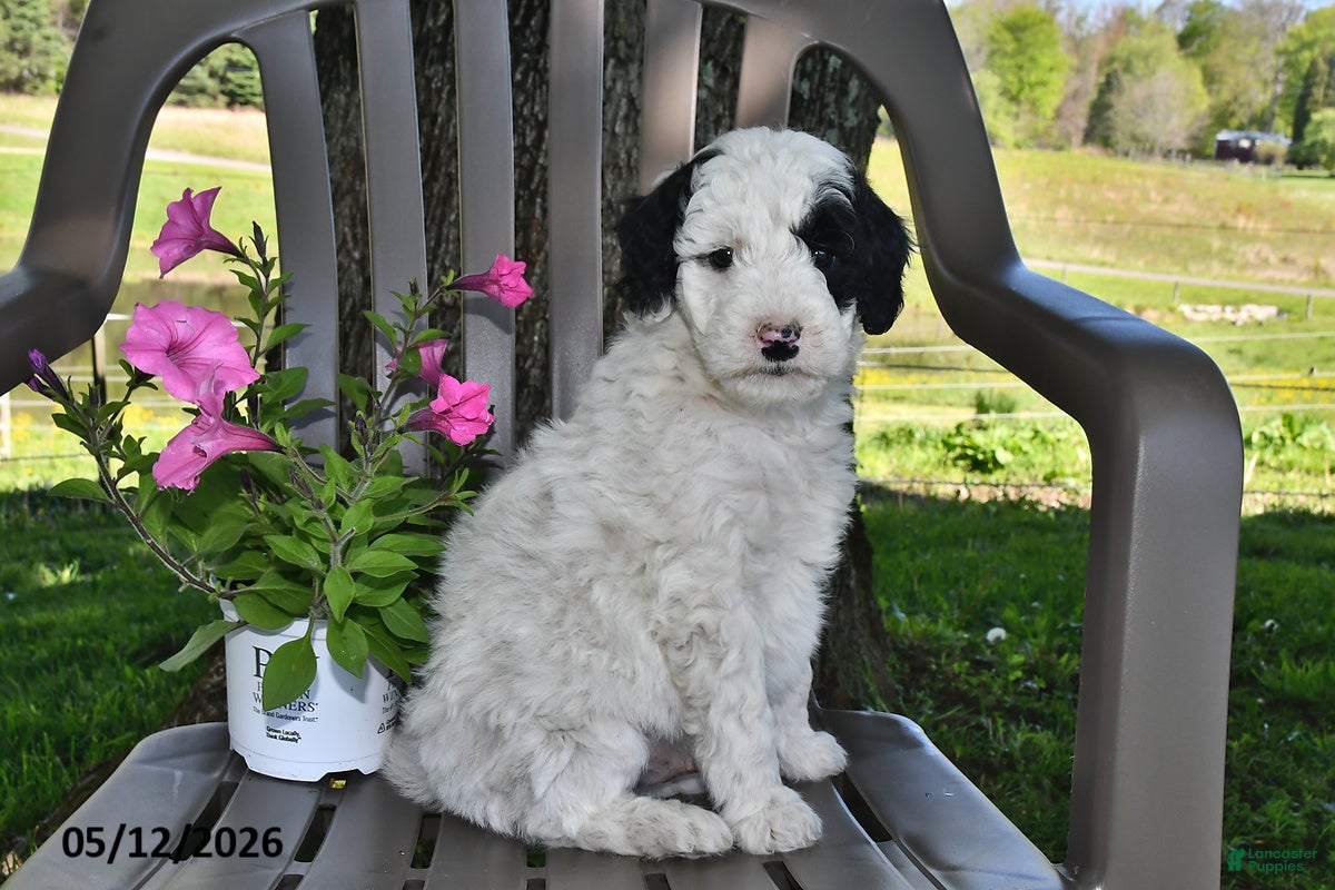 Goldendoodle dogs Charlie - Ad 1