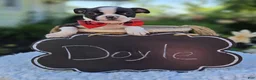 Boston Terrier dogs for sale: Doyle - Ad 7