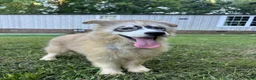 Siberian Husky dogs for sale: REYNA - Ad 10