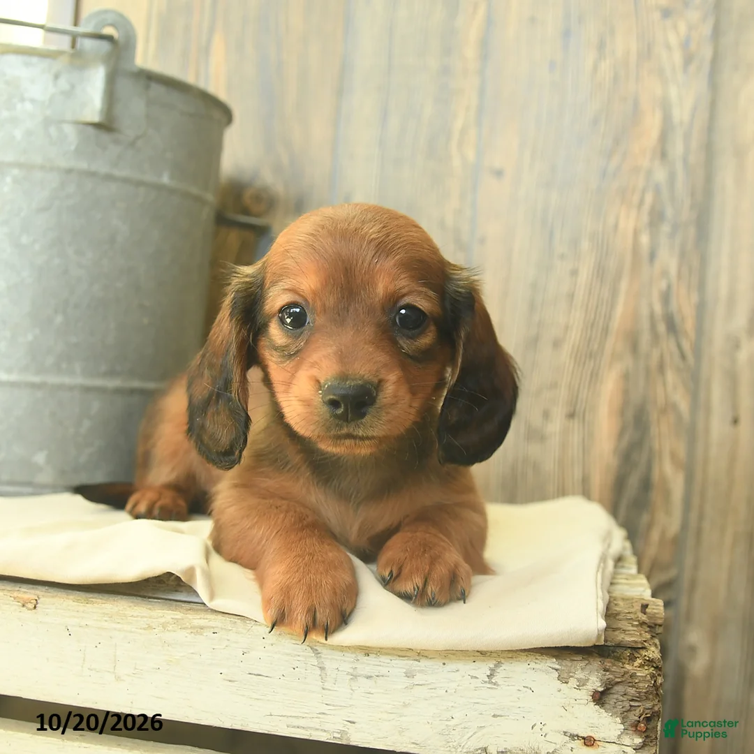 Miniature Dachshund dogs for sale: Dora  - Ad 1