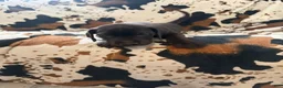 Great Dane dogs for sale: Brisket - Ad 6