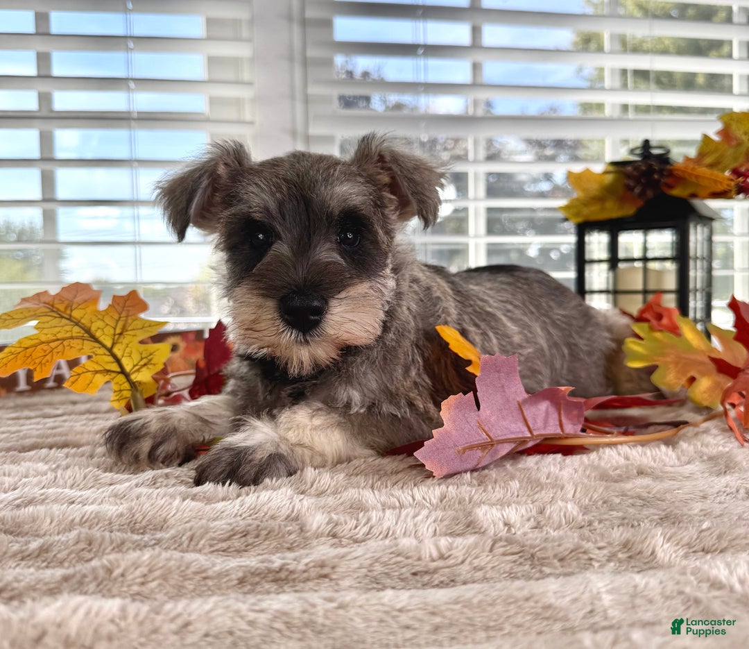 Mini Schnauzer Merle Dachshund Terrier Mix Leo Dachshund Mix