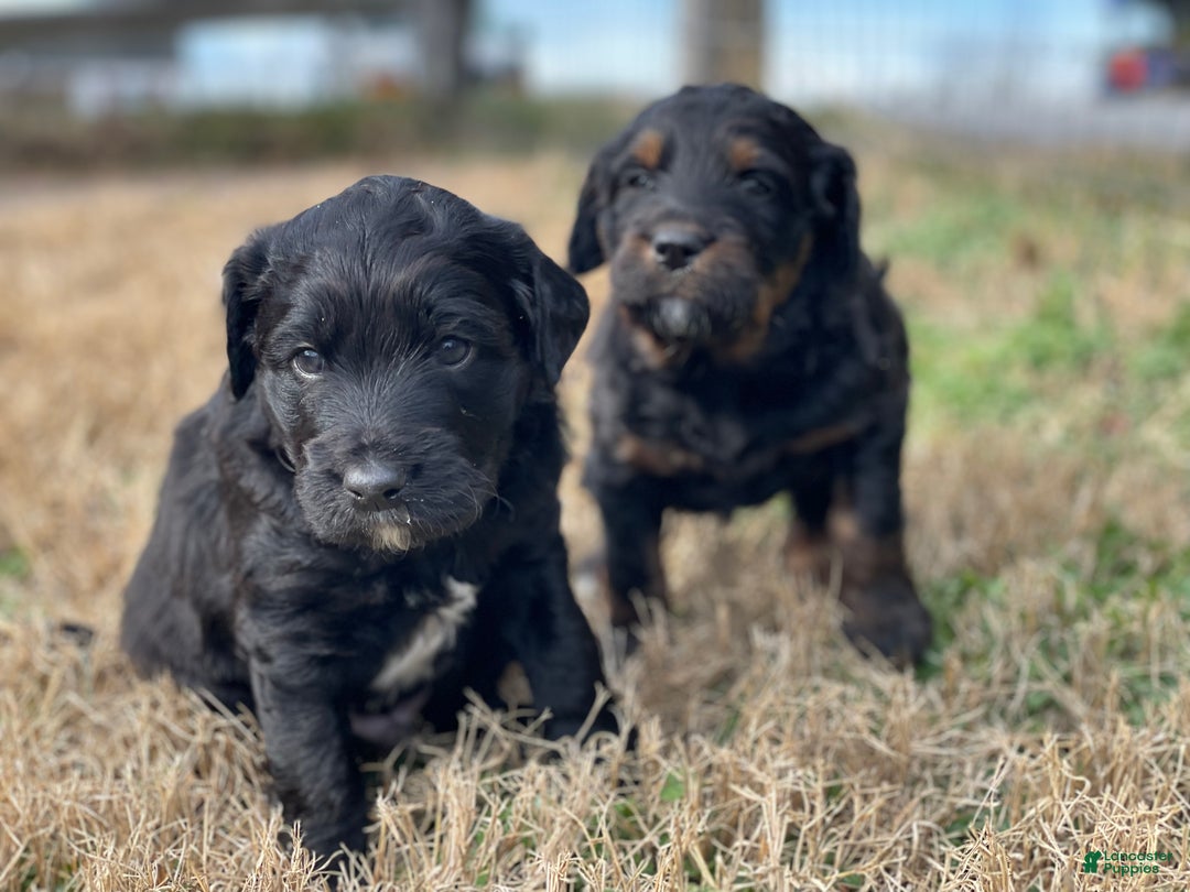 Mixed Breed dogs for sale: Otis - Ad 4
