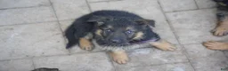 German Shepherd dogs for sale: German Shepherd 2 - Ad 2