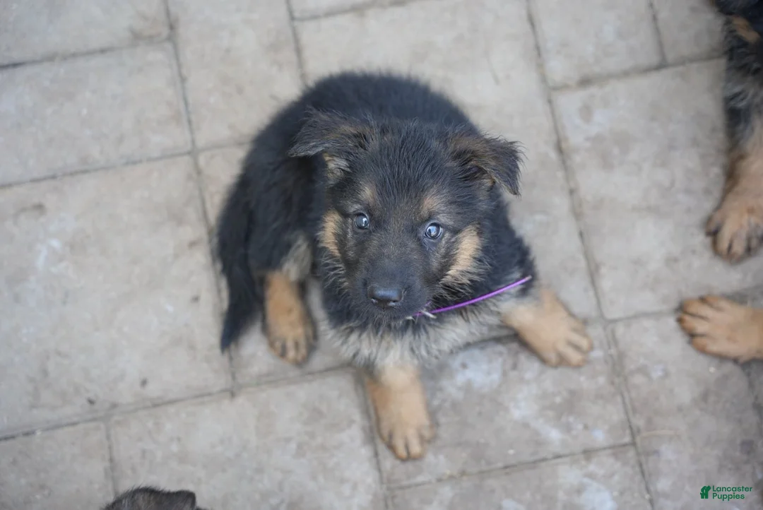 German Shepherd dogs for sale: German Shepherd 2 - Ad 2
