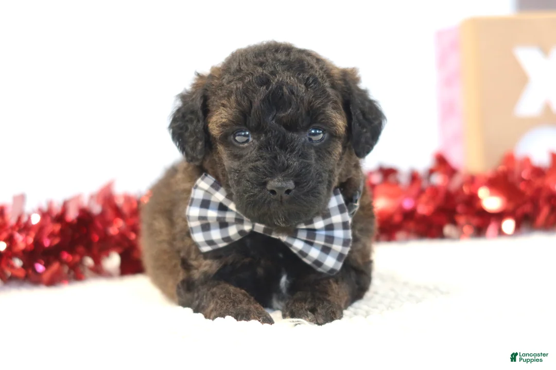 Toy Poodle dogs for sale: Cocoa - Ad 3
