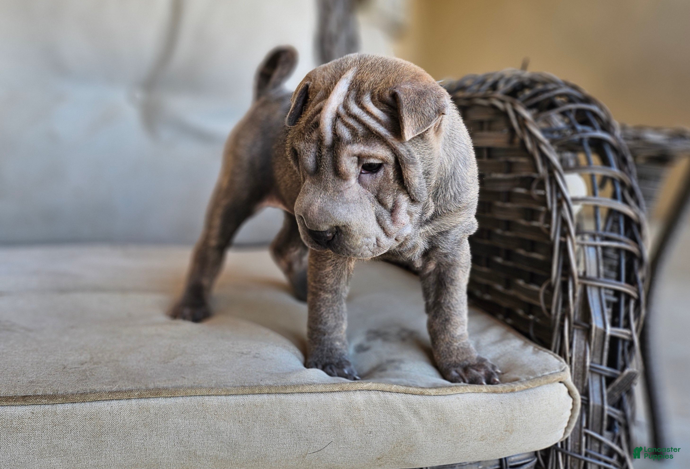 Shar Pei Puppies for sale Lancaster Puppies
