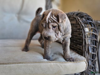Shar Pei dogs - Ad 3
