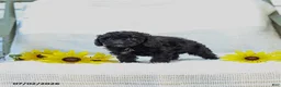 Cavapoo dogs for sale: Kenny - Ad 4