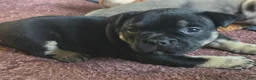 American Bully dogs for sale: Lyra - Ad 1