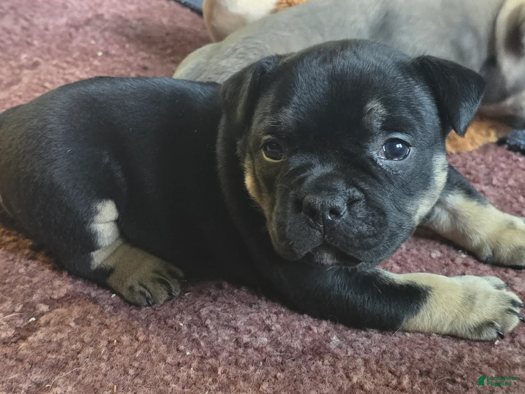 American Bully dogs for sale: Lyra - Ad 1