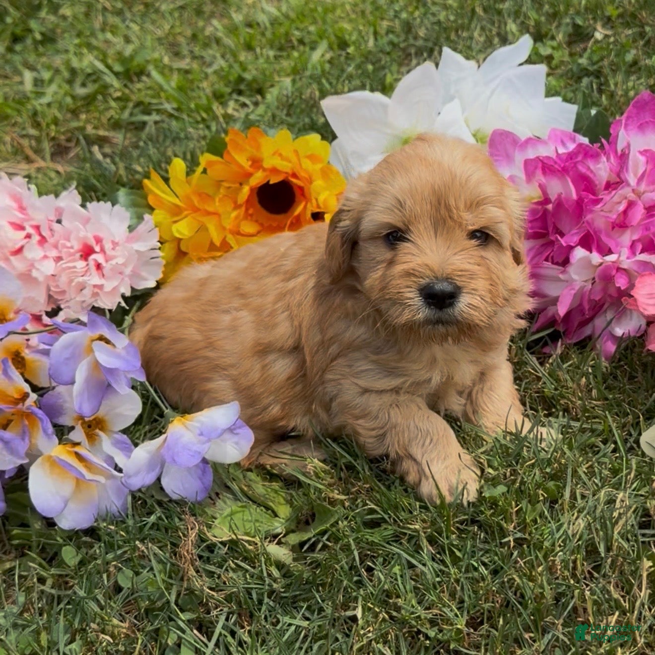 Mini Goldendoodle dogs Rocket - Ad 1