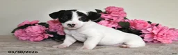 Jack Russell Terrier dogs for sale: Trixie - Ad 4