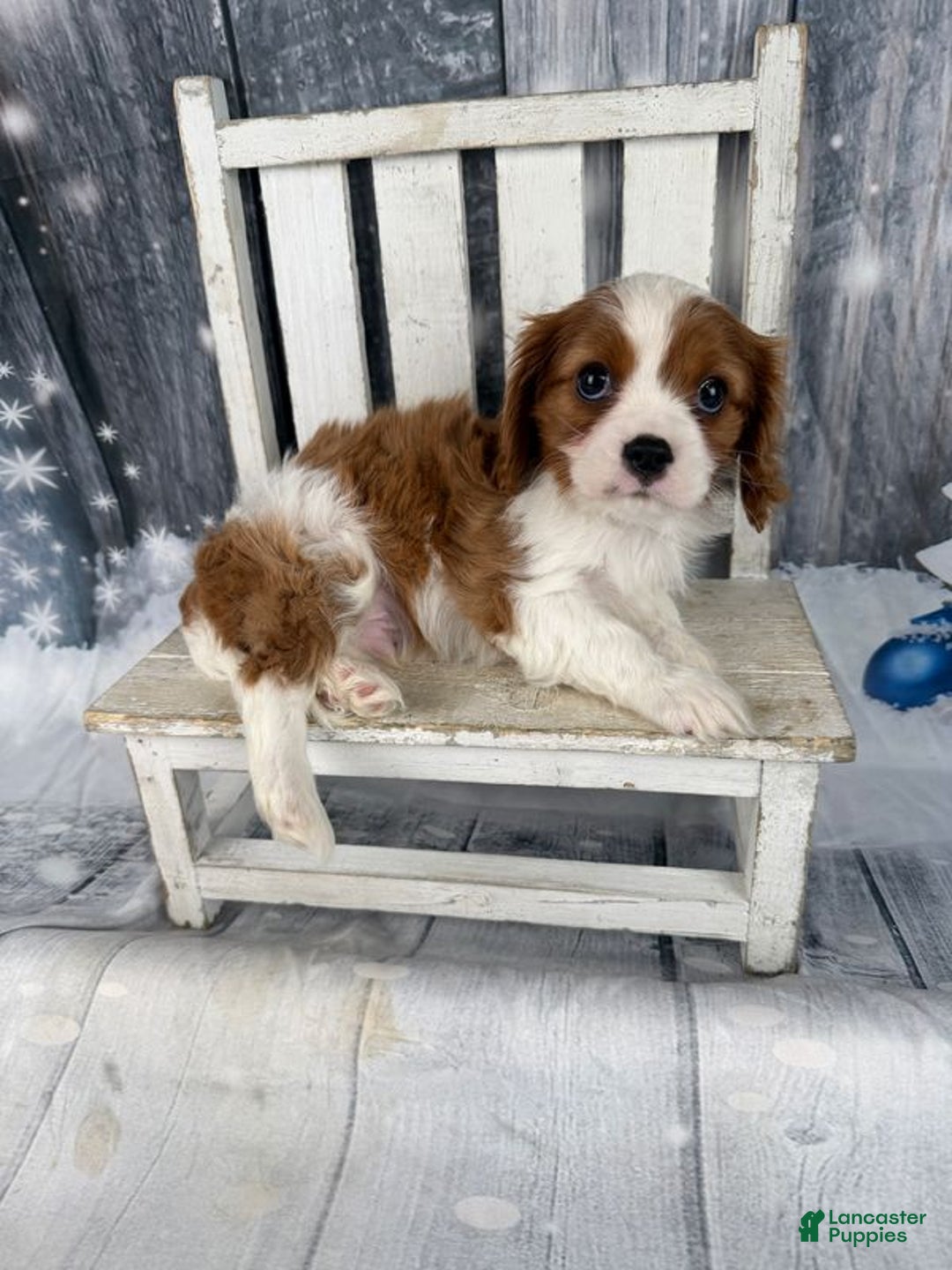 Cavalier King Charles Spaniel dogs for sale: Slash - Ad 8