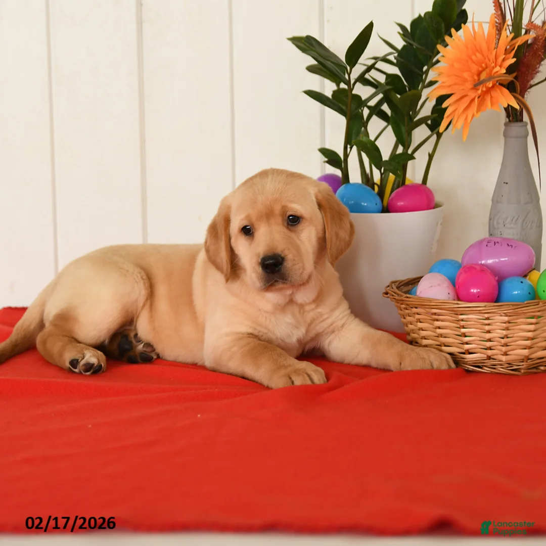 Goldador dogs for sale: Kenzie - Ad 2