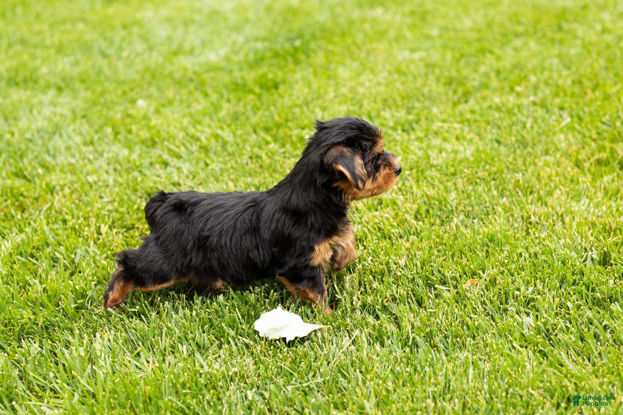 Yorkshire Terrier dogs for sale: Mike  - Ad 3