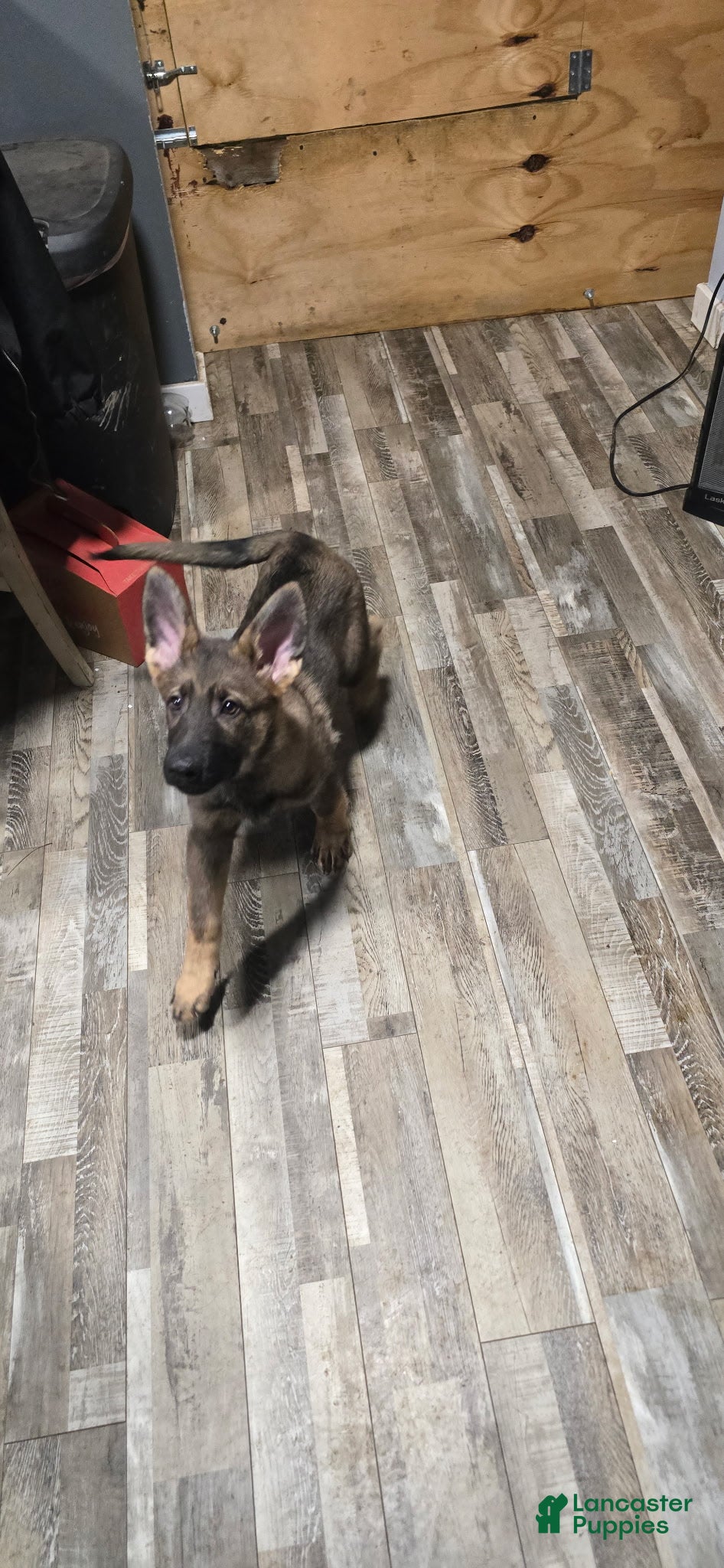 German Shepherd dogs German Shepherd Dark Blue - Ad 27