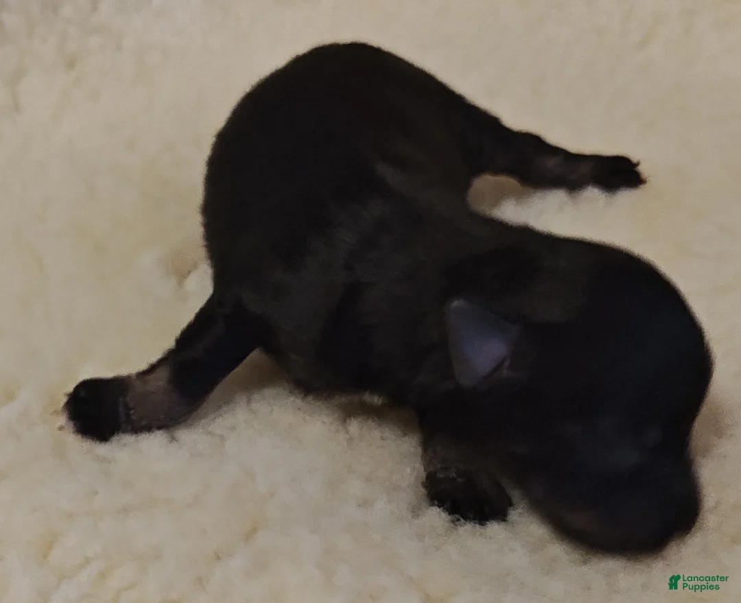 Miniature Schnauzer dogs for sale: Boy 1 - Ad 2