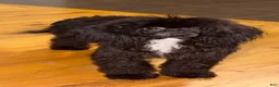 Toy Poodle dogs for sale: Italy  - Ad 1