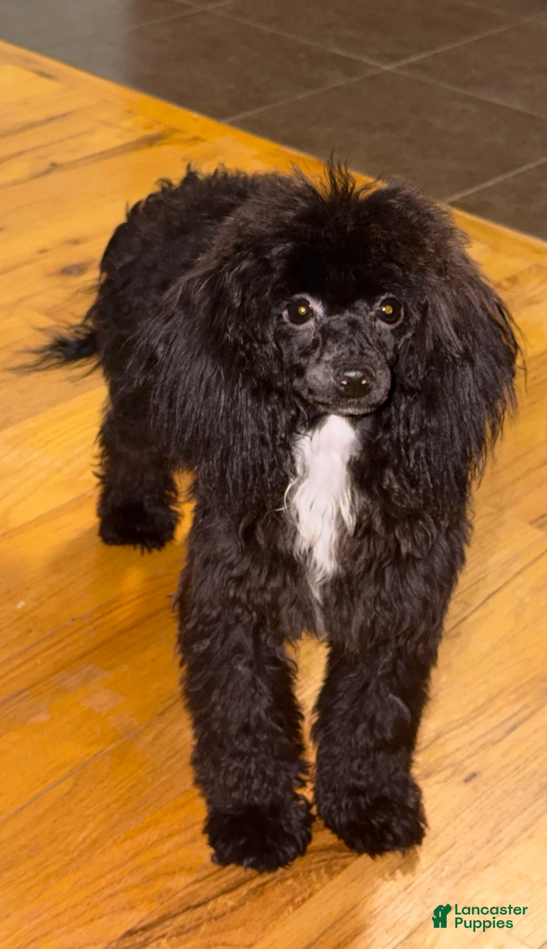 Toy Poodle dogs for sale: Italy  - Ad 1