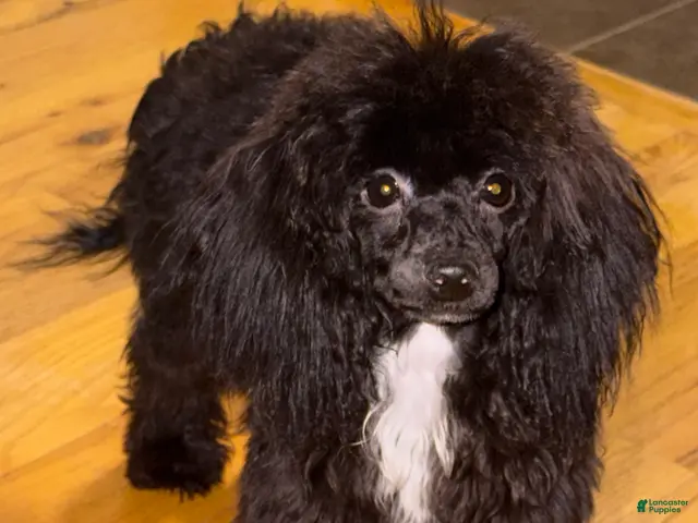 Toy Poodle dogs for sale: Italy - Ad 1