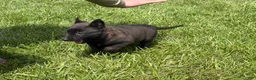 Belgian Malinois dogs for sale: Juneau - Ad 8