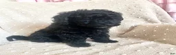 Mixed Breed dogs for sale: Orange - Ad 4