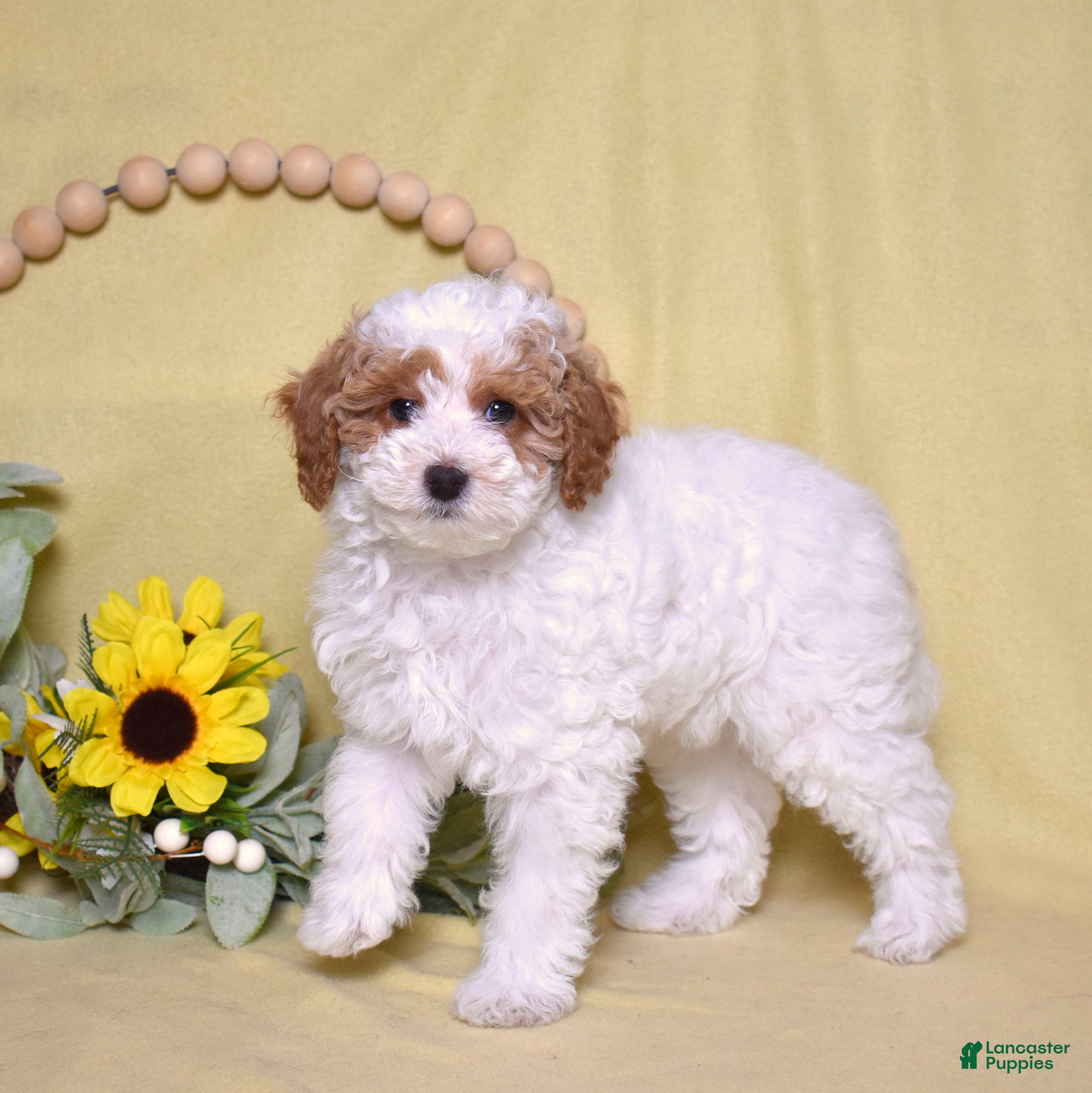 Miniature Poodle dogs Chip - Ad 2