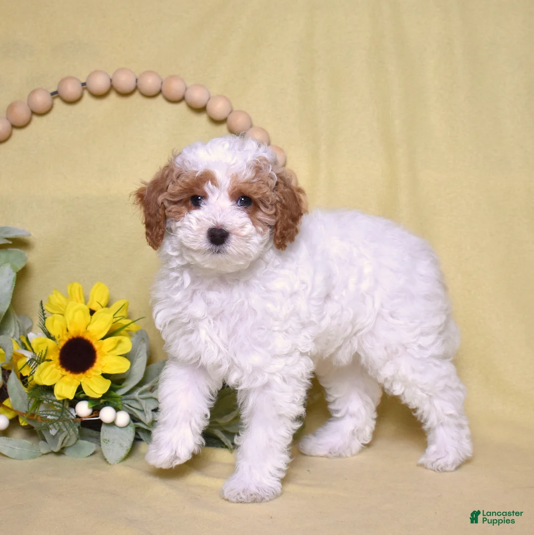 Miniature Poodle dogs for sale: Chip - Ad 2