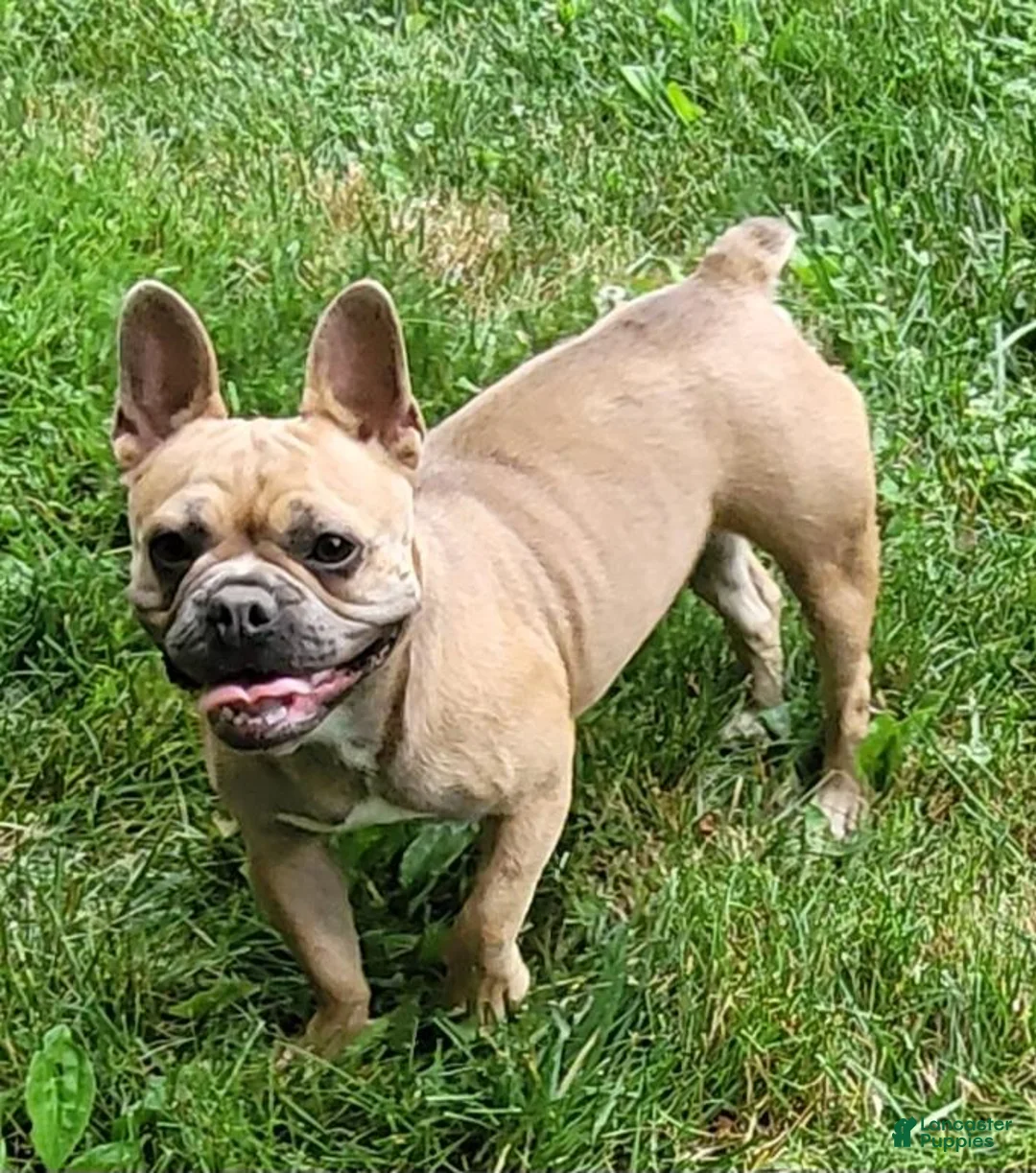 Frenchton dogs for sale: Kody - Ad 7