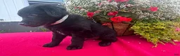 Mixed Breed dogs for sale: Freddie - Ad 4